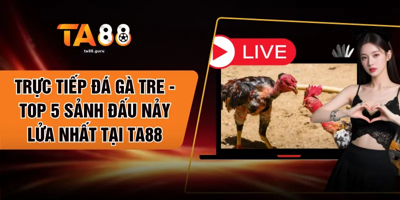 Trực Tiếp Đá Gà Tre - Top 5 Sảnh Đấu Nảy Lửa Nhất Tại TA88